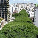 Brasile. Una vena verde per dare ossigeno alla citta'