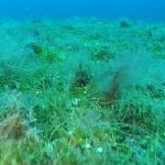 Mare, l'alga tossica torna a farsi vedere nel Mediterraneo