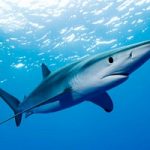 l'Italia in prima linea con il Cts per la difesa degli squali