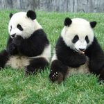 Cina, panda partorisce due cuccioli. E' il quarto parto gemellare