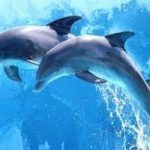 Scoperta in Australia una nuova specie di delfini