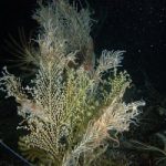 Un corallo che brilla di luce propria, in Sicilia la scoperta. Guarda il video!