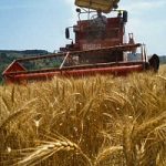 Agricoltura: cresce l’occupazione nelle campagne
