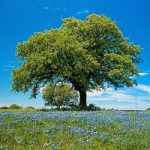 Un albero dalla vita alla morte: la storia di Livio e Laura