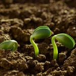 Agroecologia, una prospettiva per salvare il mondo