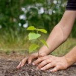 Eco-invenzioni, applicazione dagli Usa: più usi la stampante più contribuisci a piantare alberi