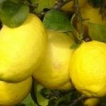 Agricoltura, il limone calabrese diventa Igp