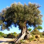 Puglia, terra di pace e del buon olio extravergine