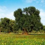 Adotta un Ulivo in Puglia. Anas: gli ulivi non andranno ai privati ma rimarranno alla collettivita'