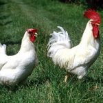 Parigi, le galline diventano animali da compagnia e vivono in casa