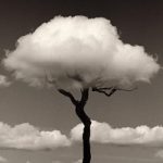 Foto del giorno/ L'albero con la testa tra le nuvole