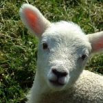E' giusto mangiare l'agnello a Pasqua? Si infiamma il dibattito tra vegetariani e tradizionalisti