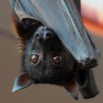 Animali, piu’ pipistrelli femmine con la primavera anticipata