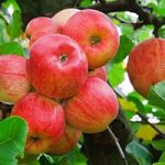 Biomasse, in Trentino energia dagli scarti delle mele