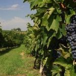 Agricoltura, la Regione Toscana a difesa della biodiversita’