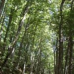 Deforestazione, un sito ‘spia’ denuncia via sms il taglio di alberi