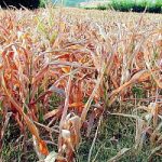 Agricoltura e siccita’: il caldo record distrugge il raccolto