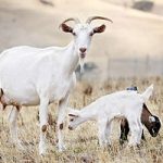 Anche le capre ‘parlano’ il dialetto