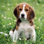Adottare beagle di Green Hill: a giorni i primi affidi