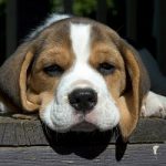 Beagle di Green Hill: ricoverati 2 cani dopo il controllo veterinario