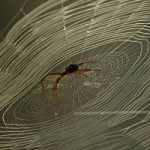 La tela di ragno si trasforma in corde di violino