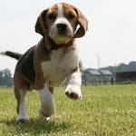 Adottare beagle di Green Hill: rivolgersi a Lav e Legambiente