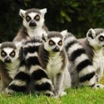 Animali: i lemuri sono a rischio estinzione