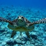 Costa Rica, tartarughe marine a rischio estinzione