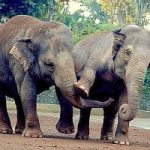 Elefanti, rinoceronti e tigri a rischio estinzione