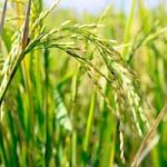 Bioedilizia: il cemento ecosostenibile dalla pula di riso