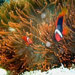 Barriera Corallina: un viaggio a portata di tutti, grazie a Google