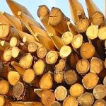 Speciale Biomasse legnose.  Pellet e cippato come fonti di energia