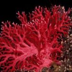 Coralli, scoperto un tesoro al largo della Liguria