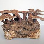 Nasce la casa fatta di funghi