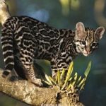 Il Costa Rica vieta la caccia. Una legge ad hoc per custodire la biodiversità