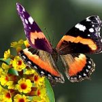 Produrre energia pulita, grazie alle ali di farfalla