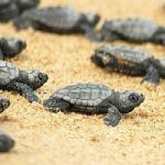 Uragano Sandy ha distrutto nidi di tartaruga Caretta Caretta