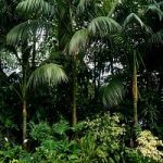 In Amazzonia alberi piu' forti dei cambiamenti climatici
