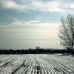 Italia sotto la morsa del gelo: rischio per l’agricoltura