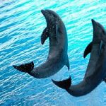 Gardaland rinuncia al delfinario, per rispetto degli animali