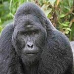 Sos Gorilla di montagna: rimangono solo 880 esemplari