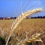 Agricoltura biologica: una soluzione contro le emissioni di CO2