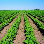 Agricoltura: calano i raccolti e aumentano i prezzi