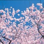 Ventimila alberi di ciliegio, per una rinascita di Fukushima