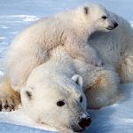 Sos orsi Polari: a rischio scomparsa entro il 2050