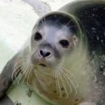 La foca monaca torna nel mar Mediterraneo