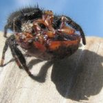 Anche i ragni maschi divorano il partner dopo l’accoppiamento