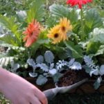 Ecoinvenzioni: un sito web per lo scambio gratuito delle piante