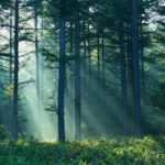 Energia pulita dalla fotosintesi: una foresta artificiale per produrre elettricita'