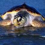 E’ la Giornata Mondiale delle Tartarughe: liberata una Caretta caretta in mare
